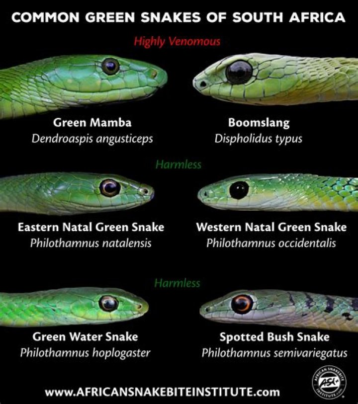 What did the snakes mean in Prisoners?