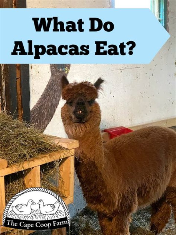 What do alpacas drink?
