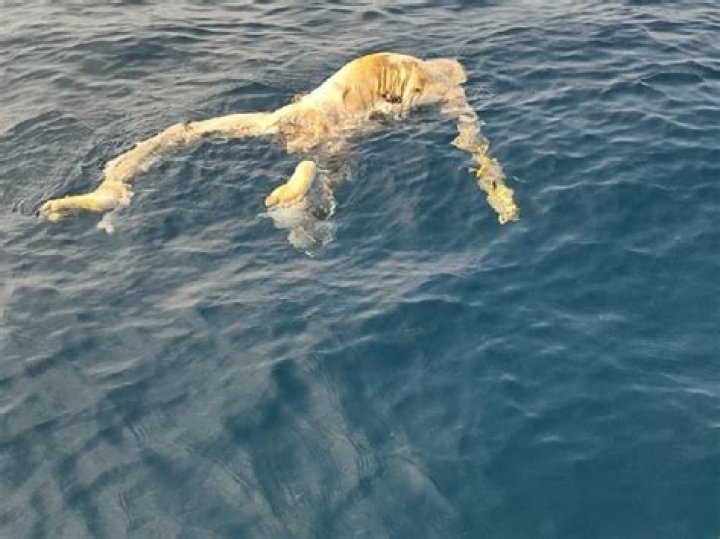 What do bodies look like after drowning?