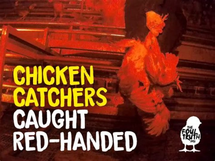 What do chicken catchers do?