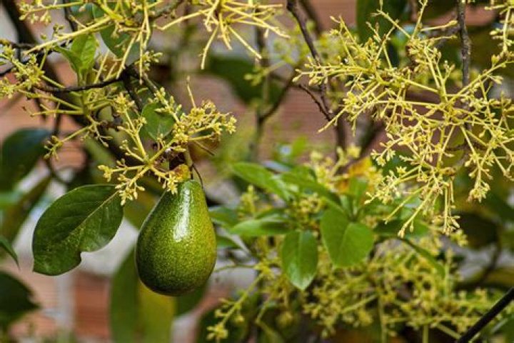 What do flowers on an avocado tree mean?