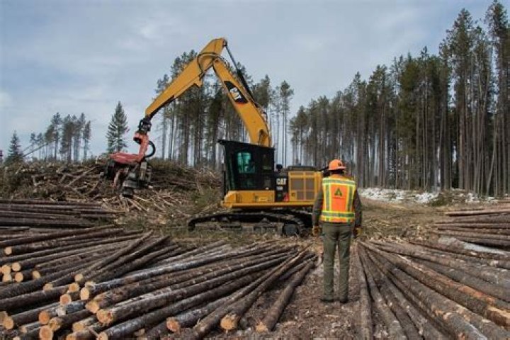 What do forestry companies do?