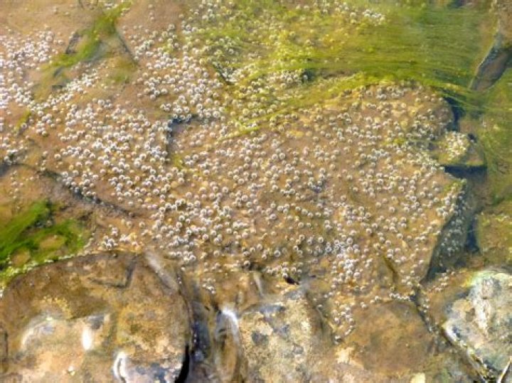 What do goldfish eggs look like in a pond?