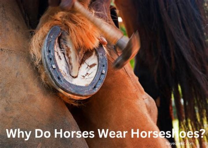What do horses like doing?