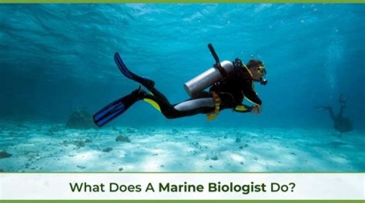 What do marine biologists do on a daily basis?