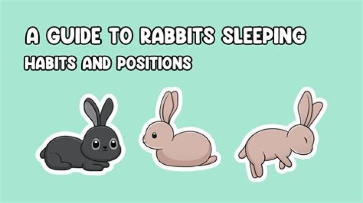 What do rabbits like to sleep on?