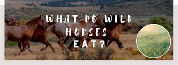 What do wild horses eat in the winter?