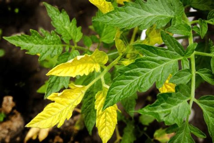 What do yellow leaves on tomato plants indicate?