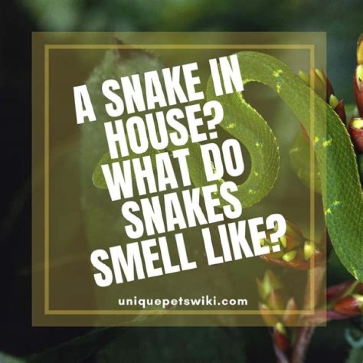What does a snake smell like in your house?