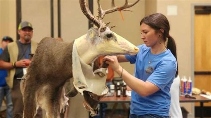 What does a taxidermist do to an animal?