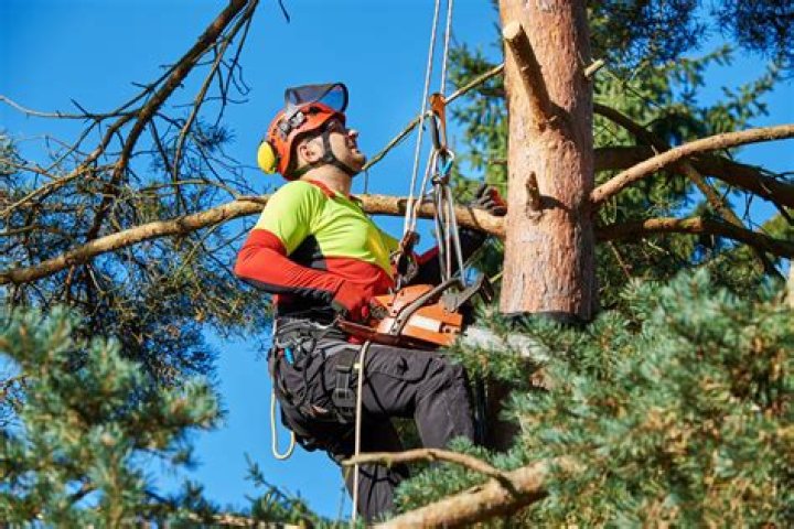 What does an arborist do?