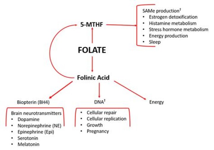 What does folic acid do for hormones?