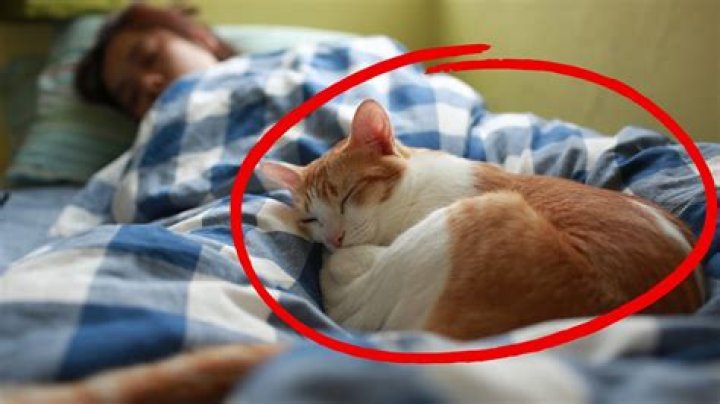 What does it mean if my cat sleeps next to me?