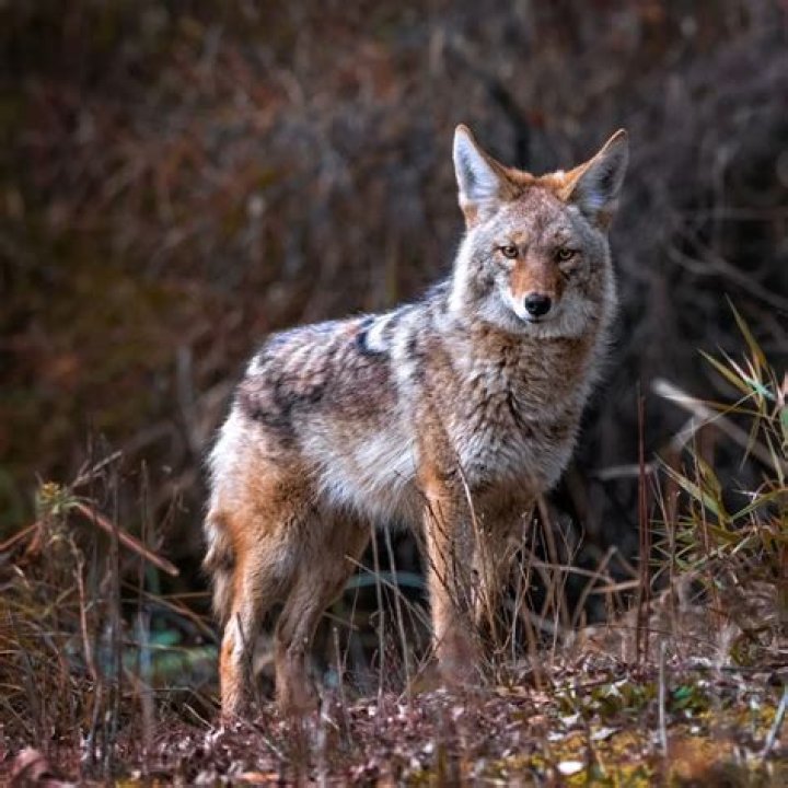 What does it mean if you are branded on Yellowstone?