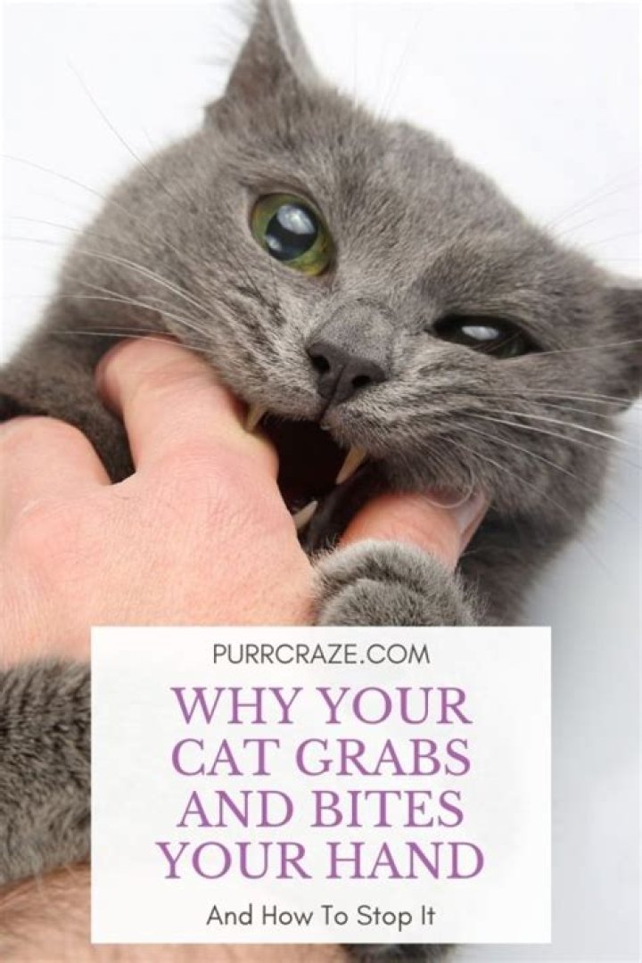 What does it mean when a cat holds your hand?