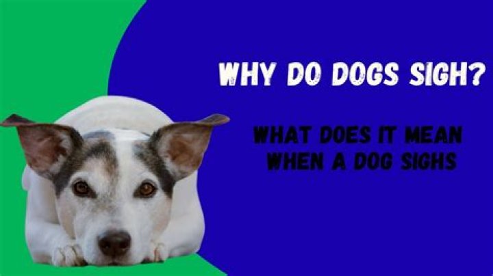 What does it mean when a dog sighs deeply?