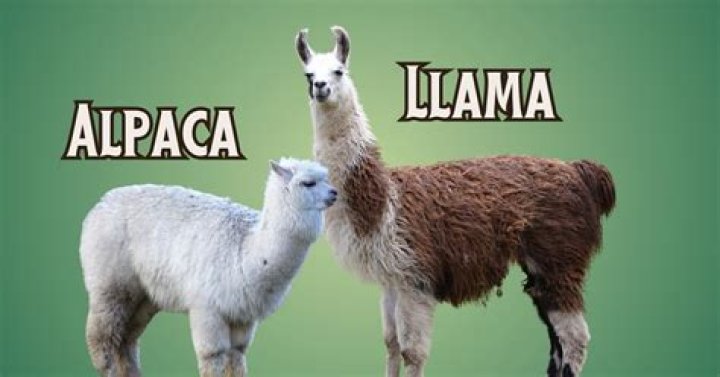 What does it mean when alpacas put their ears back?