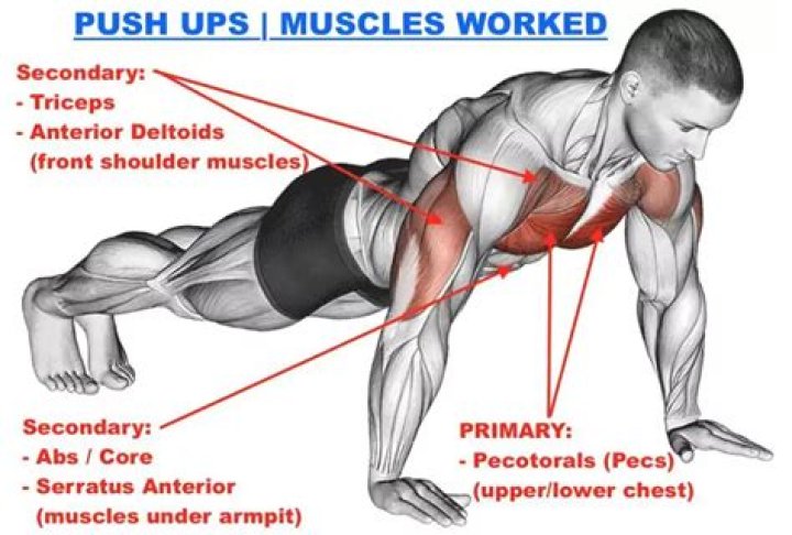What does push-ups do to your breasts?