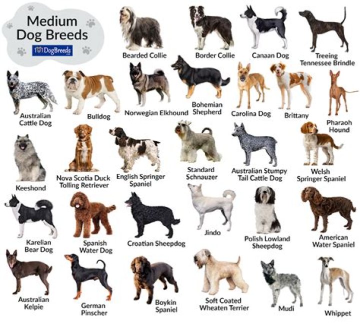 What dog breed is the least maintenance?