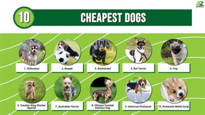 What dog is the cheapest?
