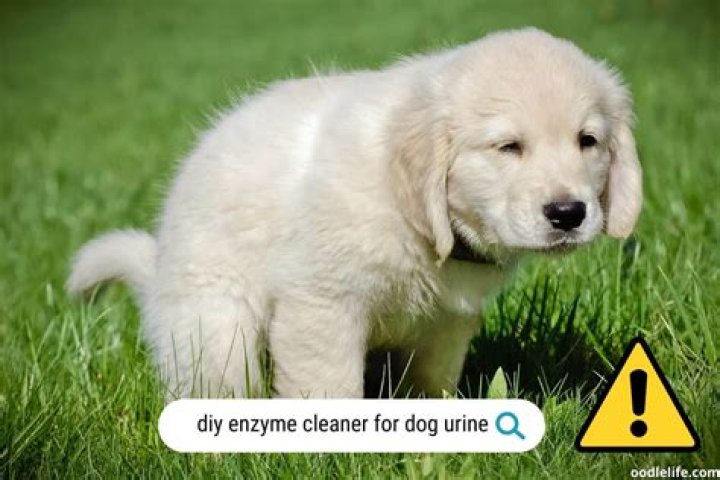 What enzyme breaks dog poop?