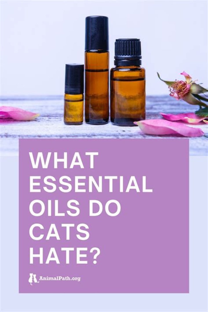 What essential oils do cats hate most?