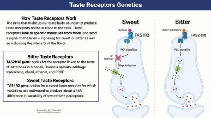 What factors affect human taste perception?