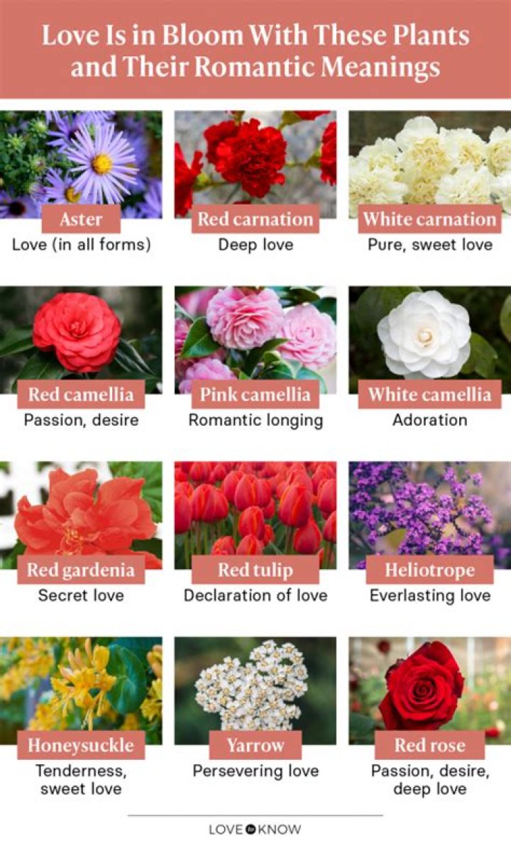 What flower means unconditional love?