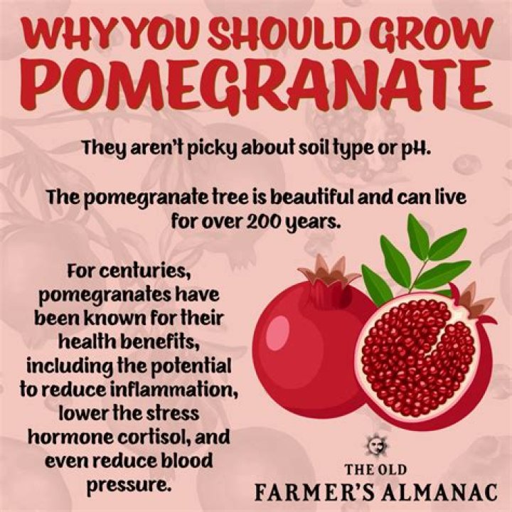 What fruit is pomegranate related to?