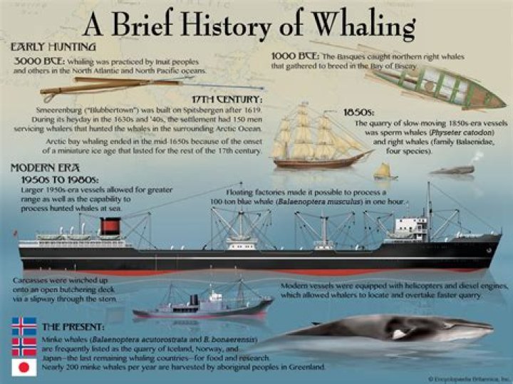 What happened to the whaling industry?