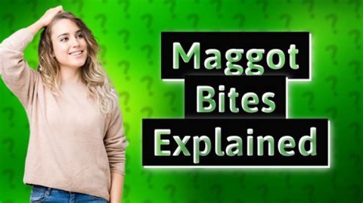 What happens if a maggot bites you?