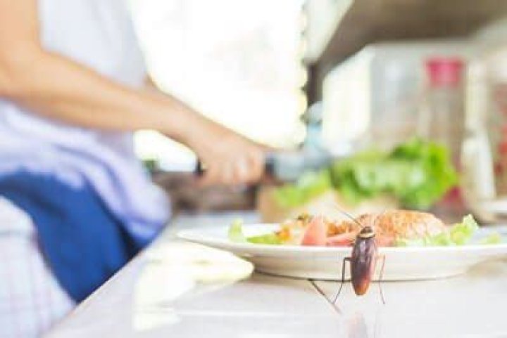 What happens if a roach crawled on your food?