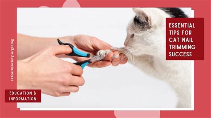 What happens if I don't cut my cats nails?