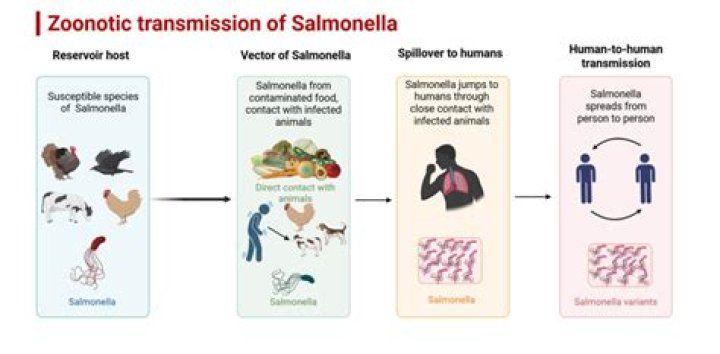 What happens if Salmonella goes untreated?