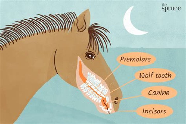 What happens if you don't float your horses teeth?