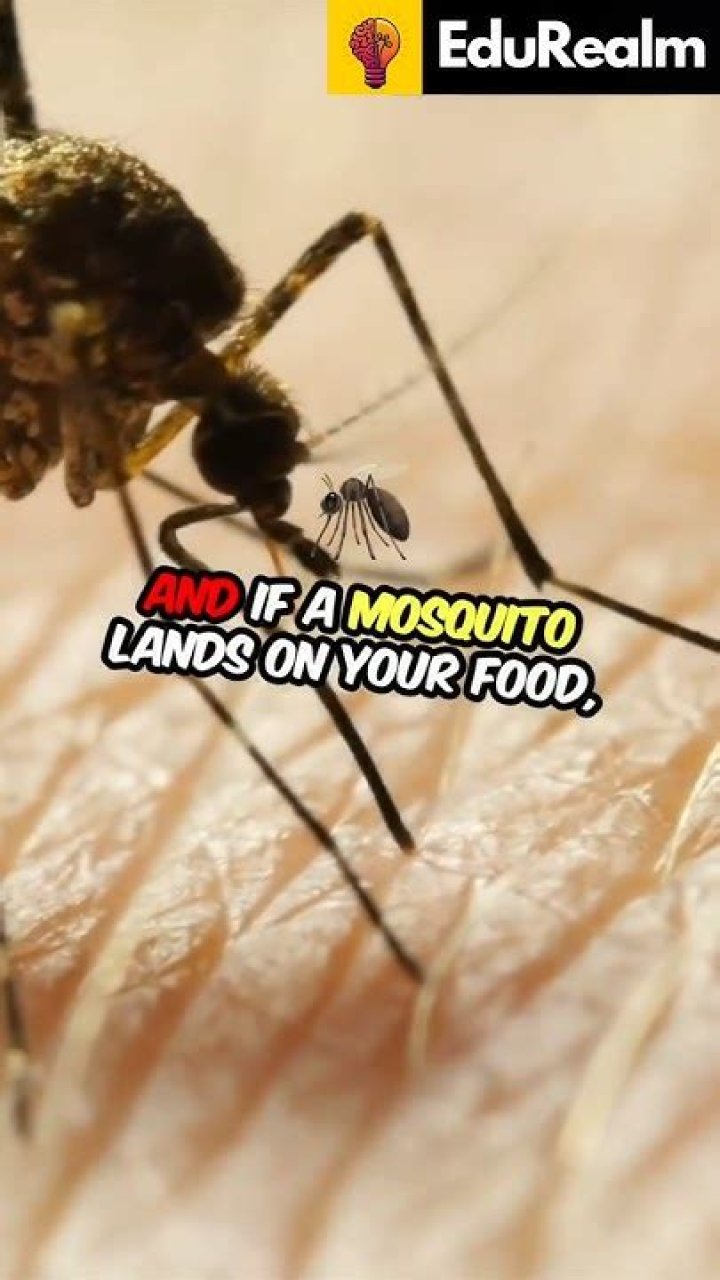 What happens if you swallow a mosquito?