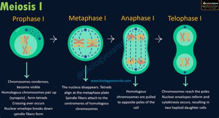 What happens in meiosis 1 but not meiosis 2?