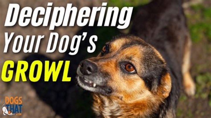 What happens when a dog growls at you?