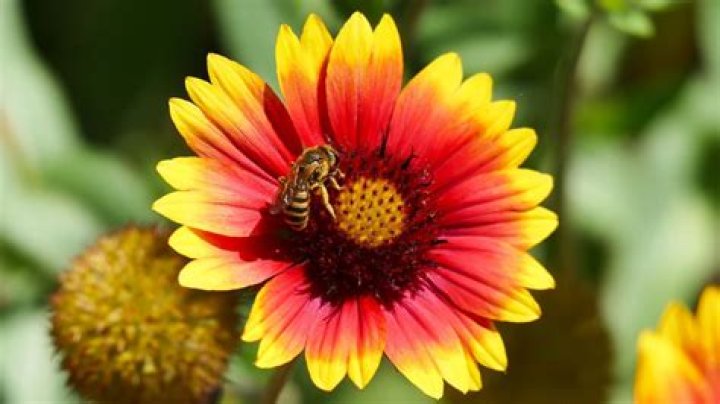 What herbs do bees like best?