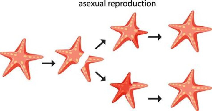 What is a asexual reproduction?