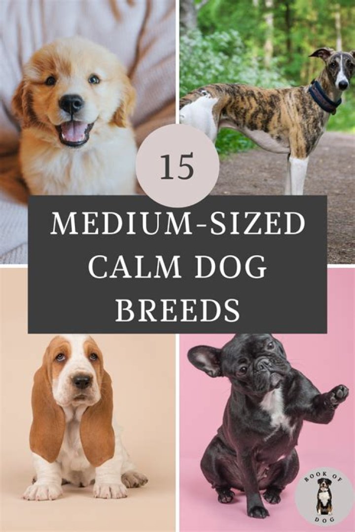 What is a calm dog breed?