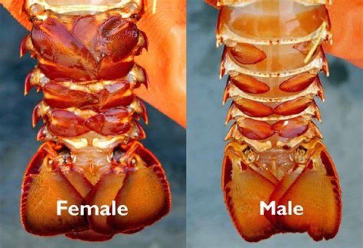 What is a female lobster?