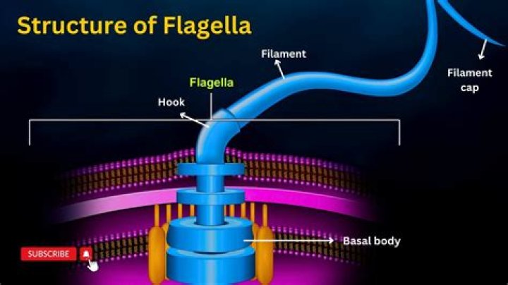 What is a flagellum and what does it do?