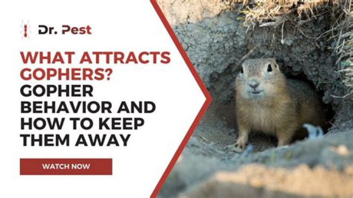 What is a gopher person?