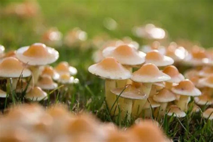 What is a natural remedy for lawn fungus?