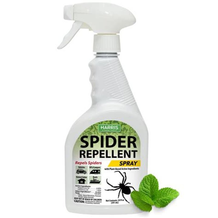What is a natural spider killer?