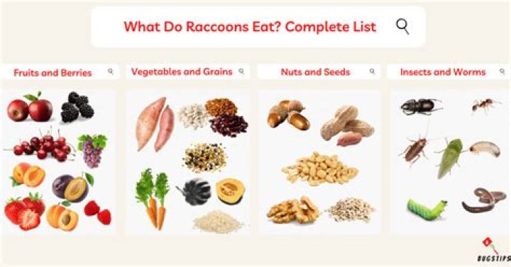 What is a raccoon favorite food?