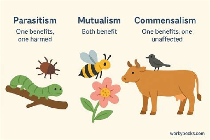 What is a relationship in which one organism is helped and the other is harmed?