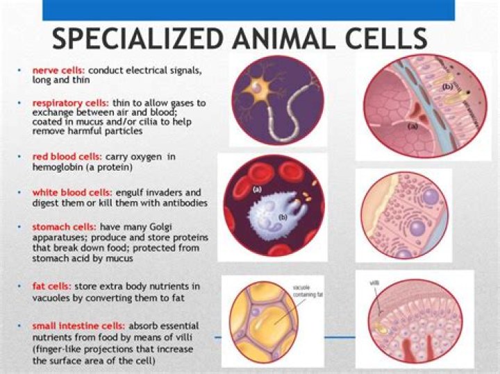What is a specialized cell in the human body?