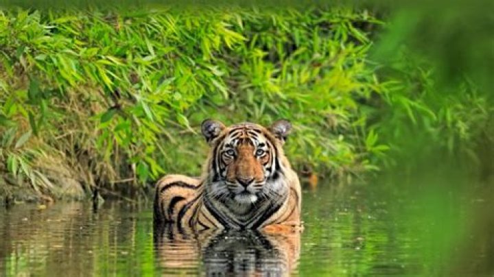 What is a water tiger?